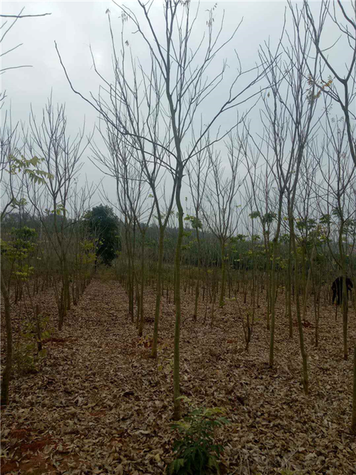 九江林木种子江西九江苗木基地红豆杉