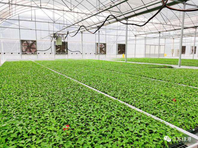 江苏绿港丨致力打造世界一流的现代蔬菜产业技术服务平台