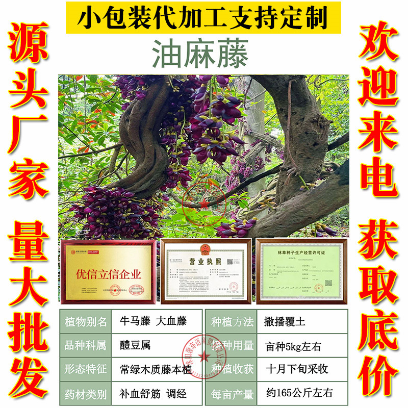 油麻藤种子 大鸡血藤 林木攀援花卉多年生植物材