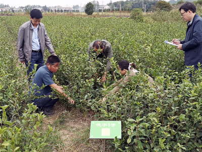 县林业局:开展林木种苗“双随机、一公开”专项检查行动