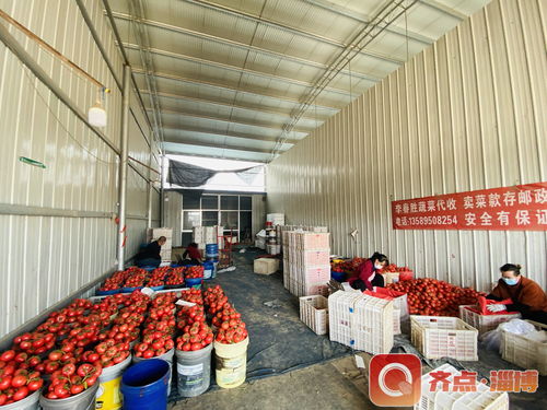 防疫生产两不误 临淄区皇城镇全力保障蔬菜销售
