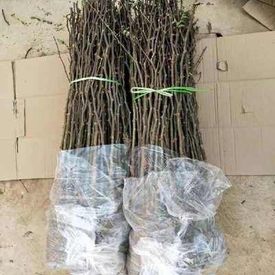 山东临沂优质大红袍花椒苗 林木种子生产经营许可证认证