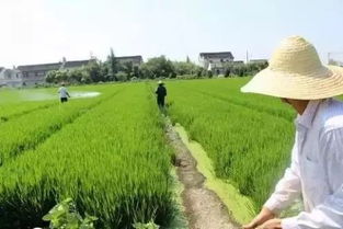 中央开会发话 明年帮扶小农户,支持合作社 更多农民将得到增收扶持