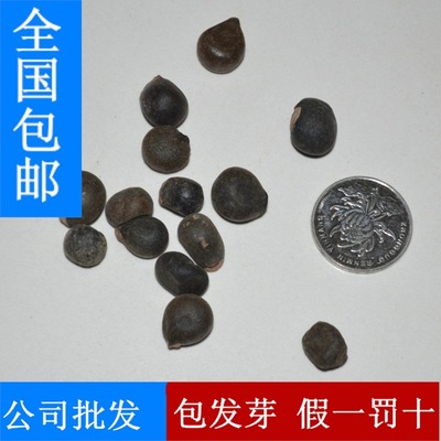 批发林木种子 花卉种子 榆叶梅种子 梅花种子 小桃红 大花榆叶梅__世界工厂网
