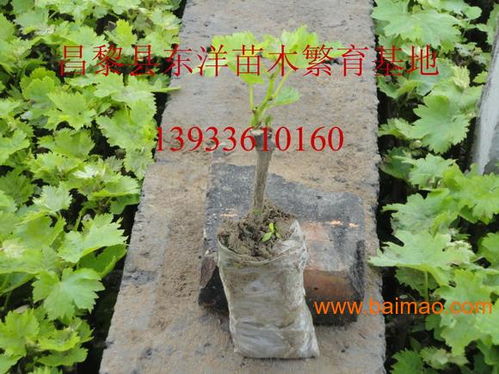 2014葡萄苗2014葡萄苗价格,2014葡萄苗2014葡萄苗价格生产厂家,2014葡萄苗2014葡萄苗价格价格