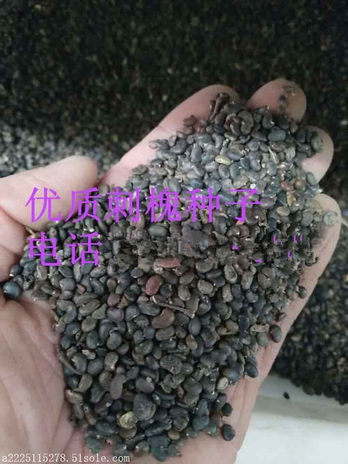 批发林木种子刺槐种子价格便宜