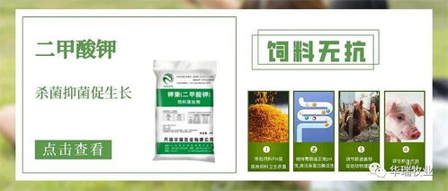 饲用有机酸怎么选 饲料企业 养殖企业需了解