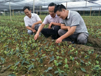 省种苗站站长宋自力一行到娄底市检查油茶种苗生产情况